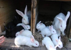 Что делать,чтобы кролики не болели?