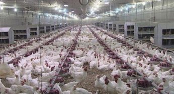 Стремительное развитие птицеводства в Украине