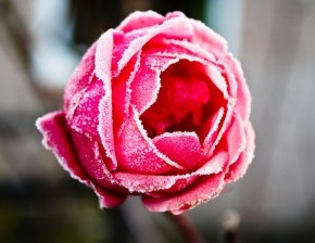 15 советов, чтобы вырастить розовый сад