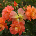 Тюльпаны , нарциссы , крокусы , гиацинты - первоцветы нужно высаживать в цветник осенью