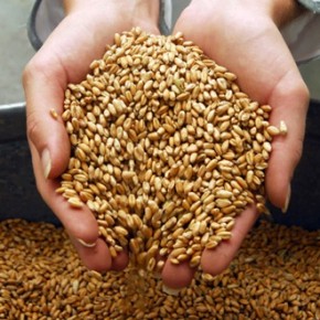 На Буковине рекордный урожай зерновых
