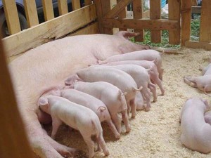 Генеалогические семьи свиней в Украине