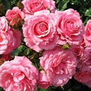 Как правильно высаживать кусты роз?