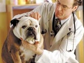 С какими проблемами чаще всего обращаются к ветеринару?