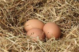 Тернопольская птицефабрика считает яйца килограммами