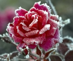 Цветы зимой:как утеплить розы?