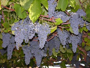 Выращивание винограда с  укоренившихся корешков