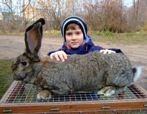Как выбрать крольчих для размножения?