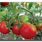 Почему трескаются плоды томата?