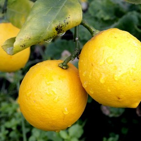 Монарда лимонная, или бергамот: как выращивать