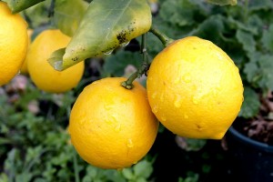 Монарда лимонная, или бергамот