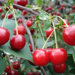 Опылителей для перспективных сортов вишни ( Cerasus vulgaris Mill . )