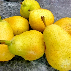 Совместимость зимних сортов груш ( PYRUS COMMUNIS L. ) с кленовым подвоев в питомнике