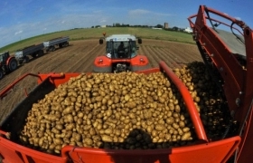 Картофель в украине : нераскрытый потенциал