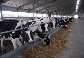 Продукт организаций СКС