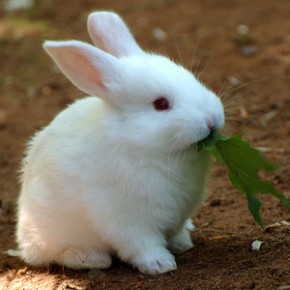 Кролики болеют: как лечить