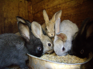 Как откормить жирных кроликов