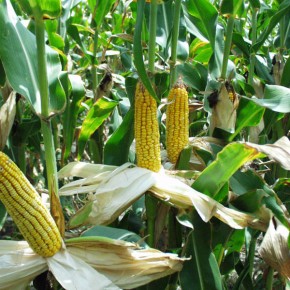 Прогноз экспорта кукурузы из Украины увеличен на 500 тысяч тонн