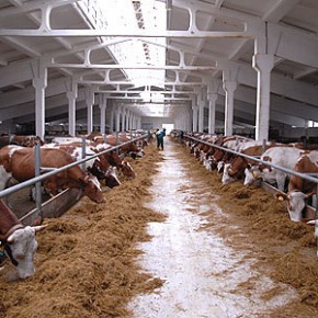 Молочные фермы - без ошибок и просчетов