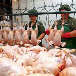 Организация промышленного производства мяса птицы