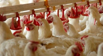 Динамика производства продукции птицеводства в Украине с 1990 года и прогнозы развития отрасли до 2020 года
