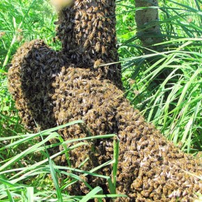 Искусственное роение пчел
