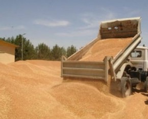 Твердые три миллиона тонн зерна
