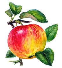 Интродукция и селекция   вегетативных подвоев яблони