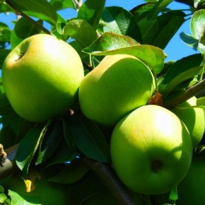 В Украине существенно сократится урожай яблок сорта Голден и Симиренко