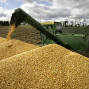 Зерновые рекорды Черкащины более 200 Ц / ГА кукурузы вырастил «ЛАДИС»