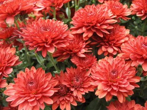 chrysanthemum