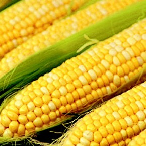 Кукуруза - чистое золото