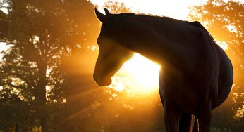 Мы узнали, как угодить символу 2014 года и чего у него поучиться