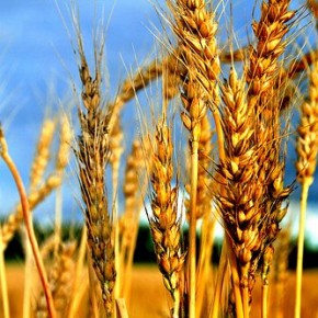 Сев и выращивания озимых кормовых смесей