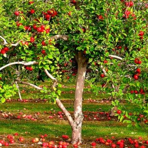 Когда сажать яблони в 2016 году: время и правила посадки