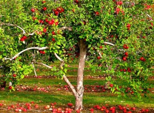 Яблоневый сад моей мечты 