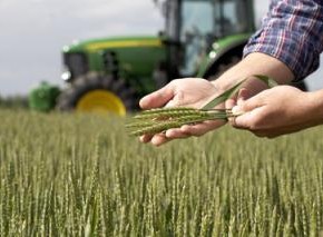 Снижение валового производства зерновых