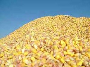  Ценовой тренд на мировом рынке зерна