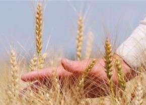 Перспективы зернопроизводства на орошаемых землях юга Украины