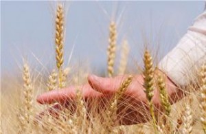 Перспективы зернопроизводства на орошаемых землях юга Украины