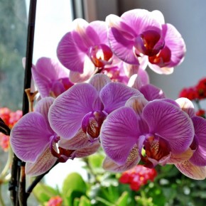 Изысканная и стильная орхидея Phalaenopsis