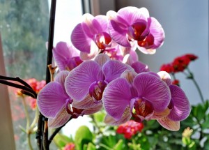 орхидея Phalaenopsis