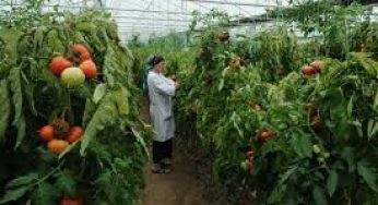 Технопарк для выращивания томатов