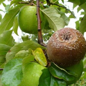 Гниль семенной камеры яблок