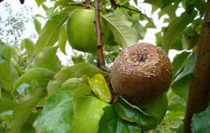 Гниль семенной камеры яблок