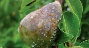 Белая пятнистость и ржавчина груши