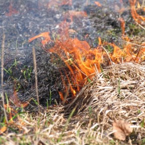 Опасно выжигание прошлогодней травы