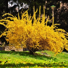 Форзиция - кустарник с золотыми цветами: идеальный вариант для сада