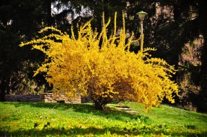 Форзиция - кустарник с золотыми цветами