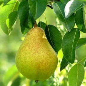 Технологии выращивания плодовых культур